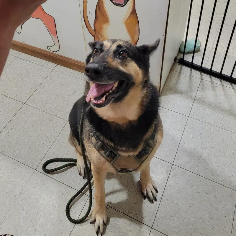 An adult large-sized female German Shepherd Dog dog named Zoey for adoption in Petersburg, IN