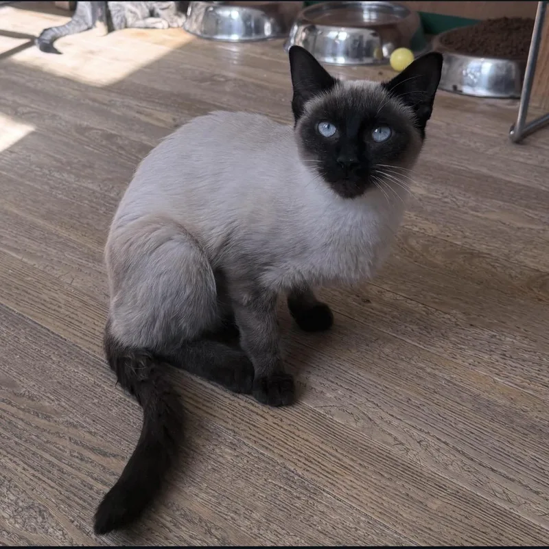 A young medium-sized female Seal Point Siamese cat named Meese for adoption in Berkeley Springs, WV