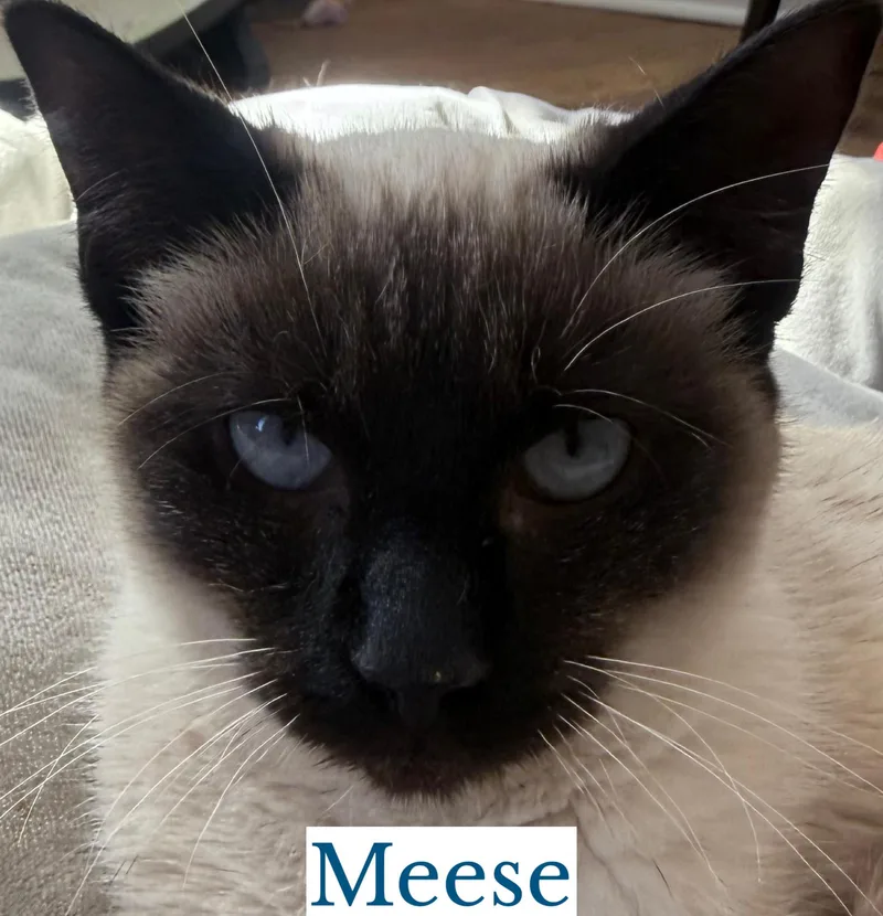 Meese thumbnail 2