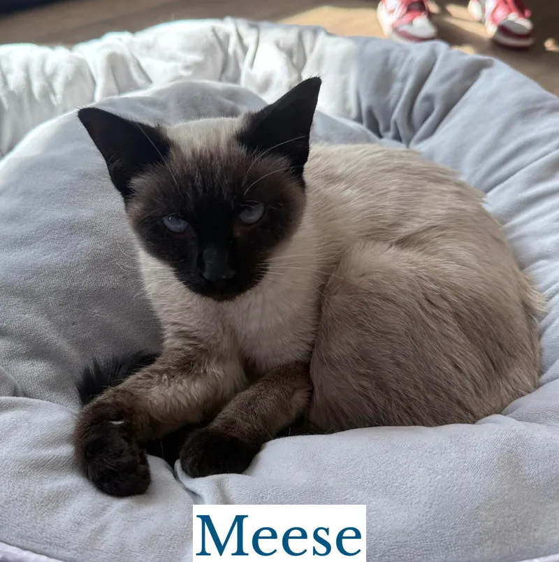 Meese thumbnail 4