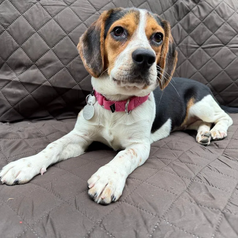 A young medium-sized female Beagle dog named Daisy Mae for adoption in Cumming, GA