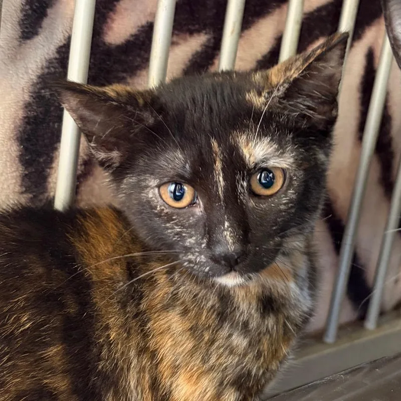 A baby small-sized female Tortoiseshell Domestic Short Hair cat named Jennifur for adoption in Santa Barbara, CA