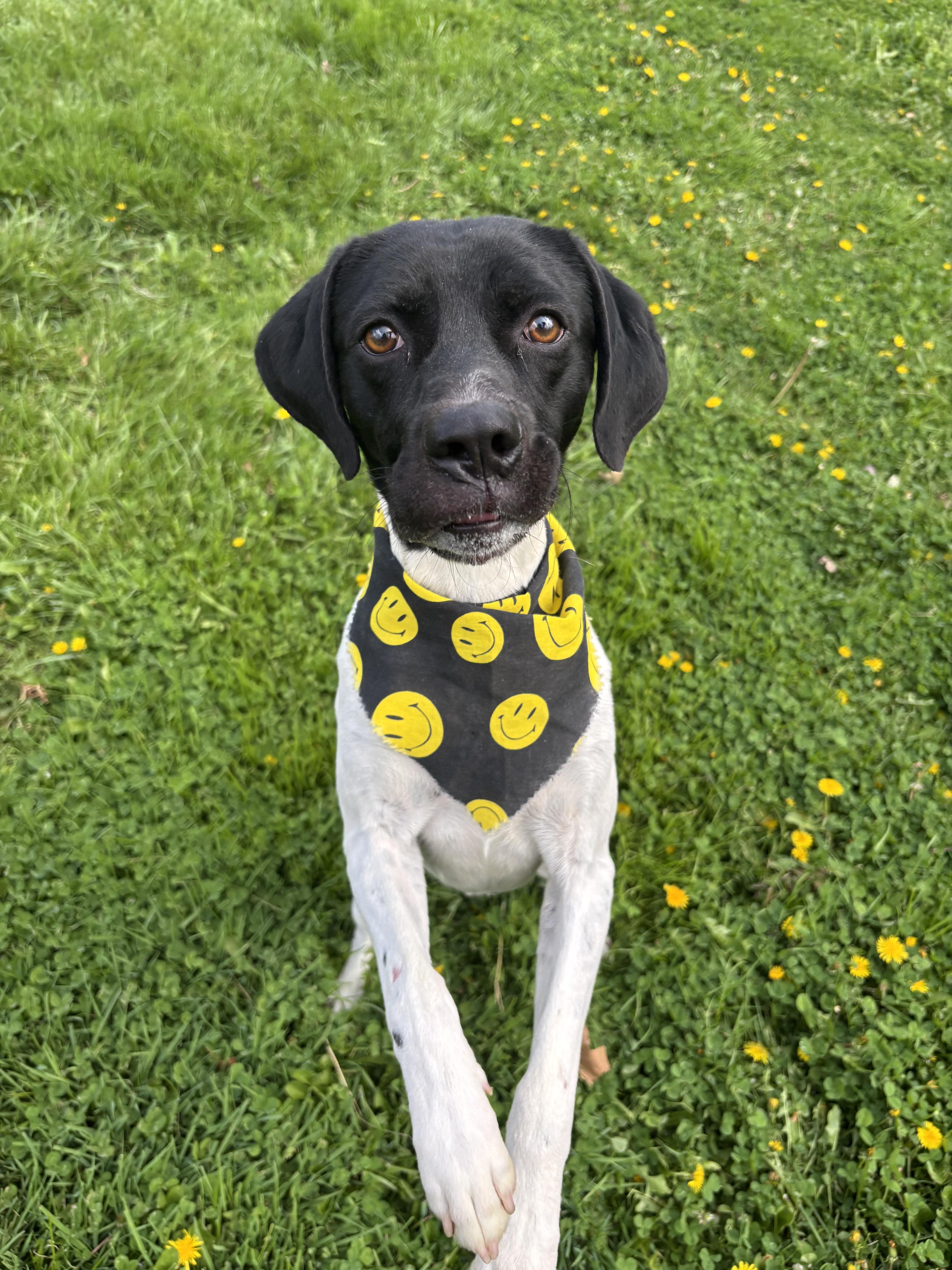 An adult medium-sized male Black Pointer dog named Rosco for adoption in Circleville, OH