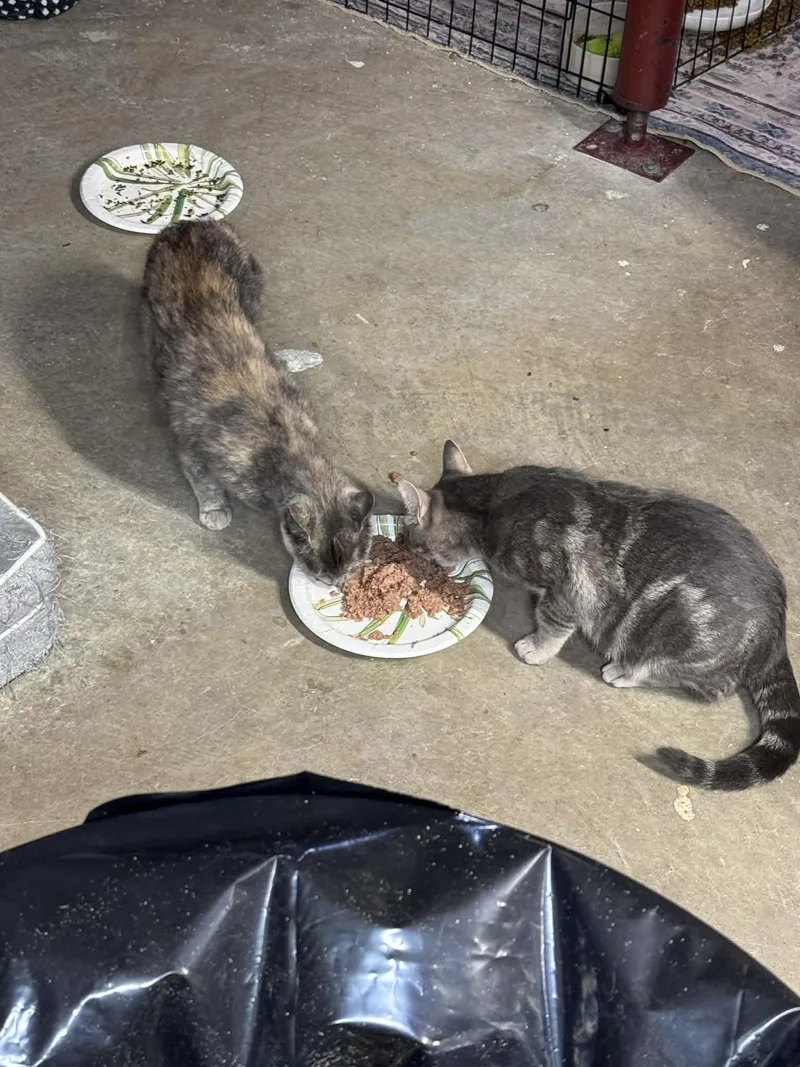 A young medium-sized female Tabby (Gray / Blue / Silver) Domestic Short Hair cat named Stormy for adoption in Rixeyville, VA