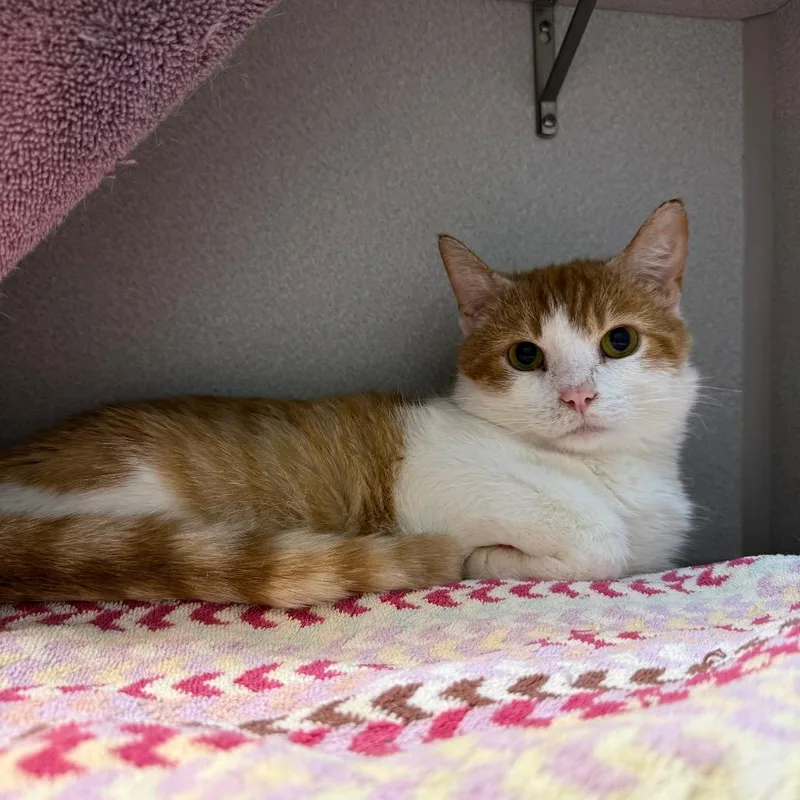A young medium-sized male Orange / Red Domestic Short Hair cat named Forrest Puddles for adoption in Pittsburgh, PA