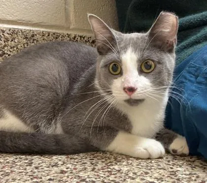 A baby small-sized male Domestic Short Hair cat named Tomtom for adoption in Westland, MI