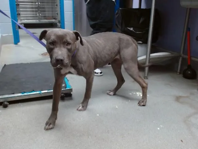 A young medium-sized female Pit Bull Terrier dog named Cassie for adoption in Albuquerque, NM