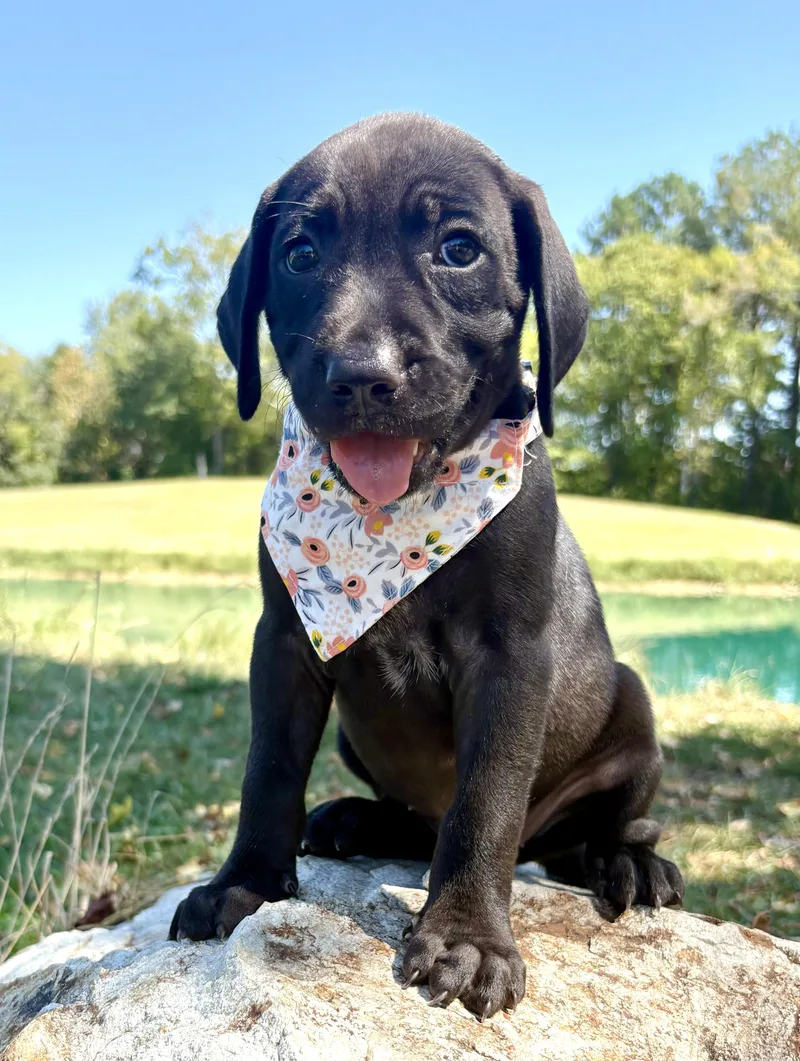 A baby medium-sized female Black Labrador Retriever dog named Candy Land for adoption in Pittsboro, NC