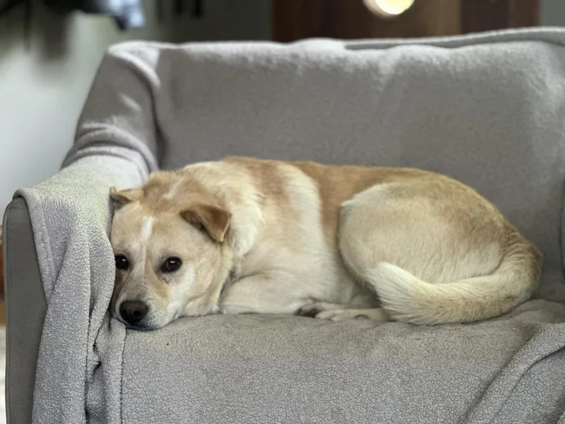 An adult medium-sized male Labrador Retriever dog named Bro for adoption in Lafayette, CO