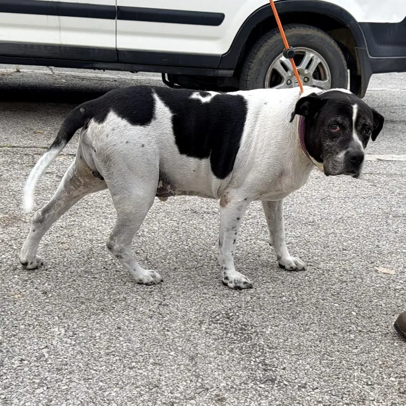 A senior large-sized male White / Cream Mixed Breed dog named Toby for adoption in Warrensburg, MO