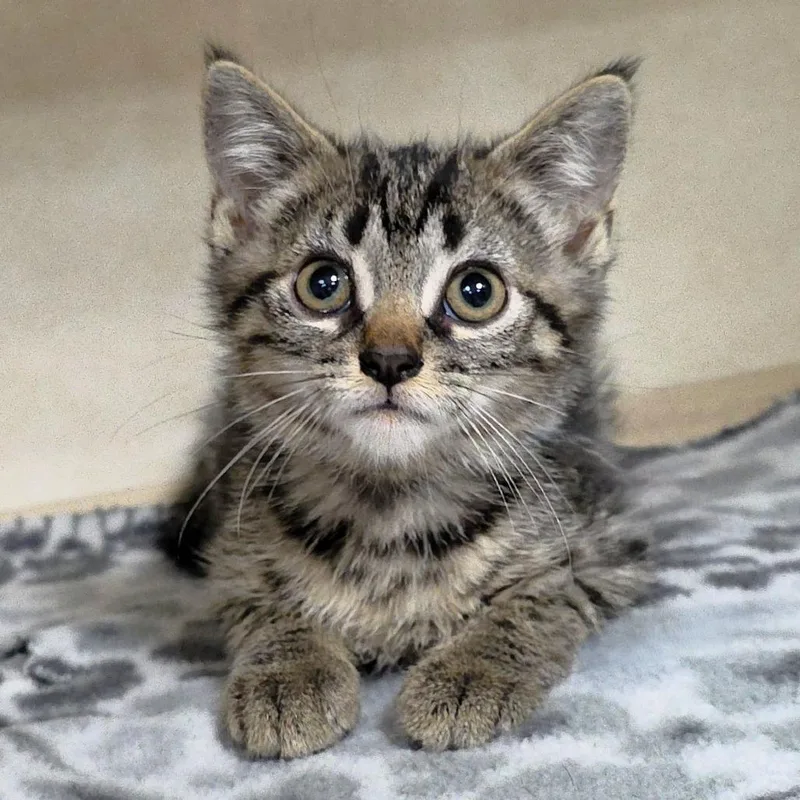 A baby small-sized male Brown / Chocolate Domestic Short Hair cat named Banzai for adoption in Michigan City, IN
