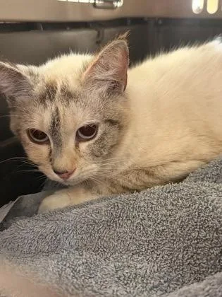 An adult small-sized female Domestic Short Hair cat named Artemis for adoption in West Chester, PA