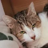 An adult medium-sized female Brown / Chocolate Domestic Short Hair cat named Leslie for adoption in Hilliard, OH