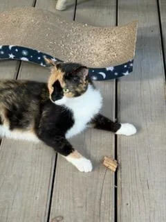 A baby medium-sized female Calico Domestic Short Hair cat named Soxy for adoption in Newton, NC