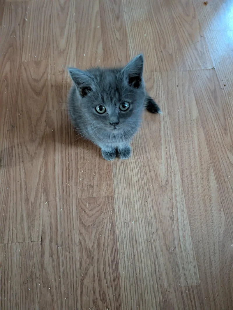 Grey Goose thumbnail 2