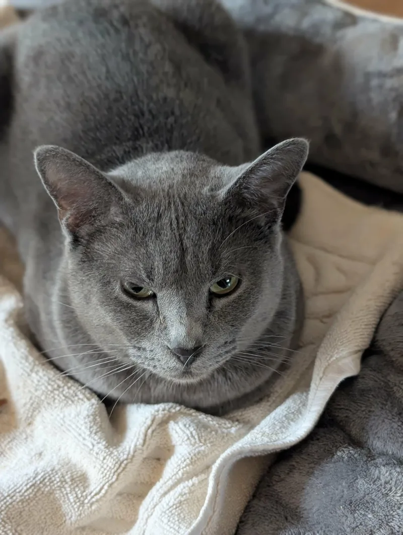 Grey Goose thumbnail 3