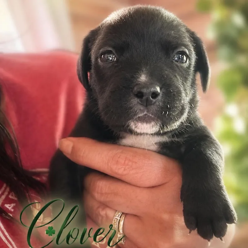Clover