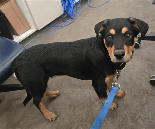 A young large-sized female Mixed Breed dog named Muffin for adoption in Dallas, TX