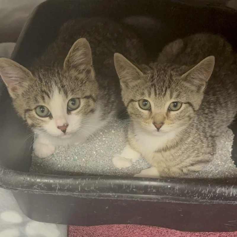 Jalapeno thumbnail 2