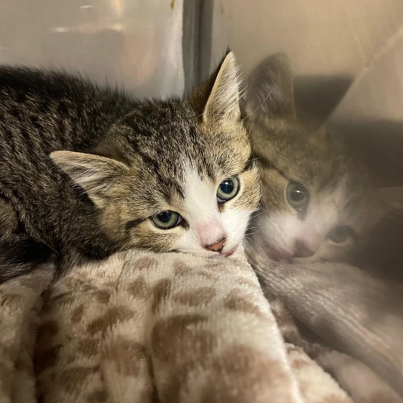 Jalapeno thumbnail 3