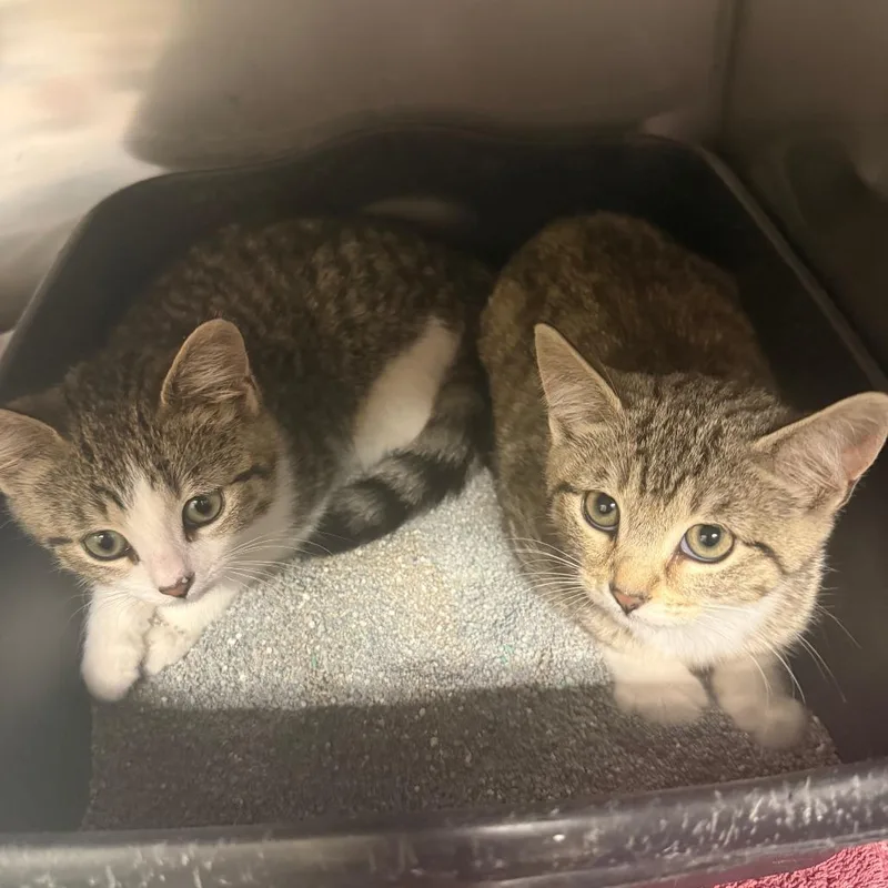 Jalapeno thumbnail 4