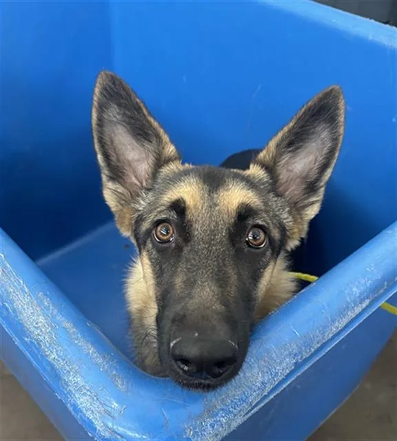 A young large-sized female German Shepherd Dog dog named Chanel for adoption in Dallas, TX