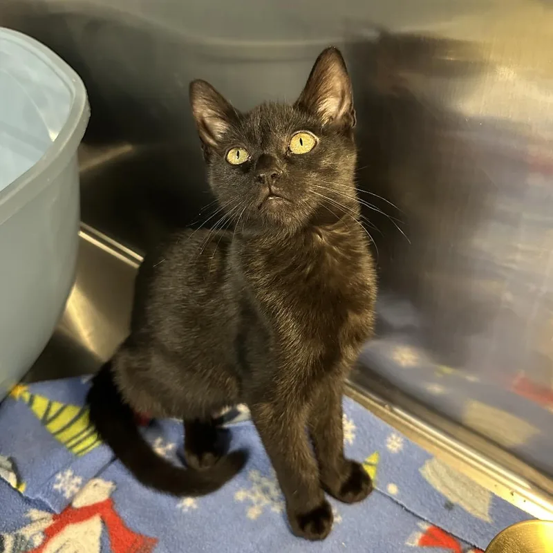A baby small-sized female Black Domestic Short Hair cat named Borage for adoption in Spokane, WA