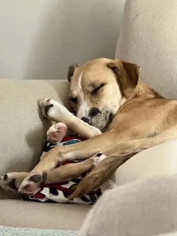 Gloriette thumbnail 2