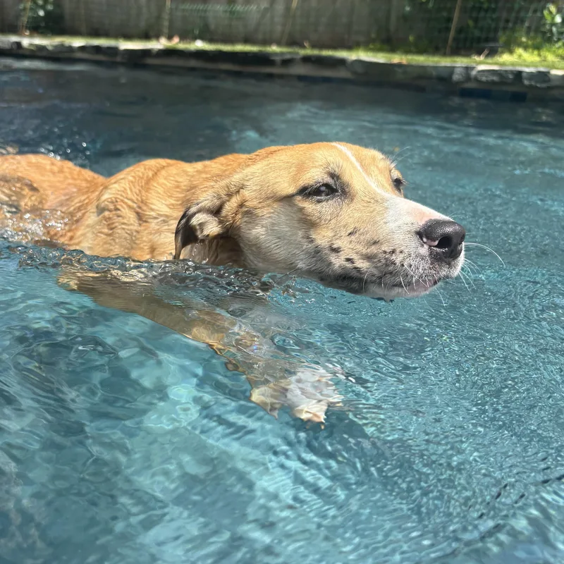 Gloriette thumbnail 3