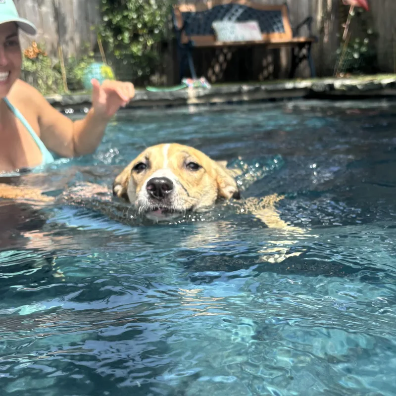 Gloriette thumbnail 4