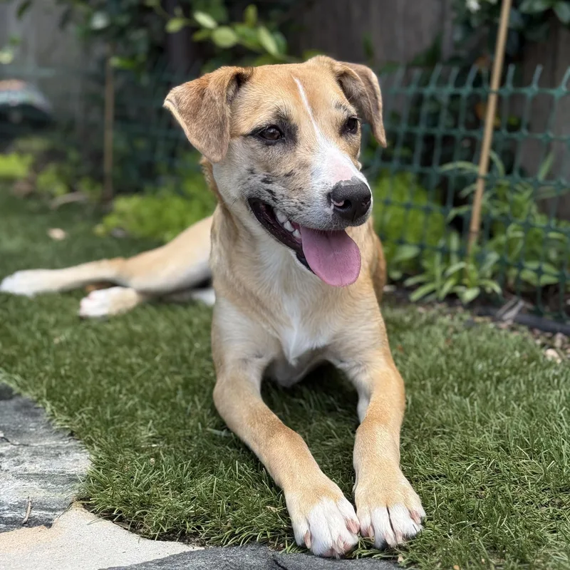 Gloriette thumbnail 5