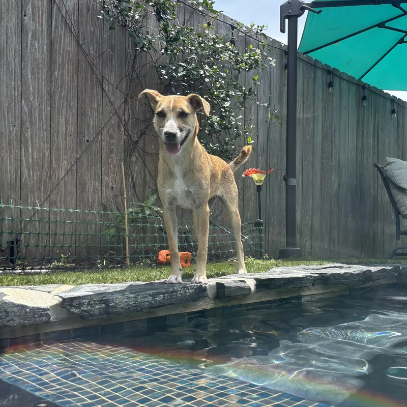 Gloriette thumbnail 6