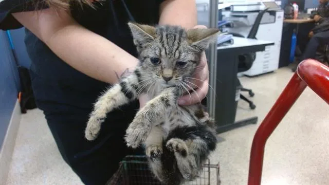 A baby small-sized female Domestic Short Hair cat named Apples for adoption in Miami, FL