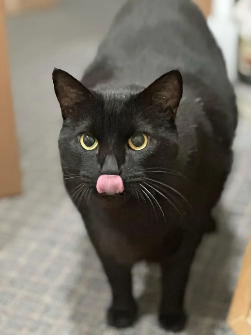 An adult large-sized male Black Domestic Short Hair cat named Mctab for adoption in San Jose, CA