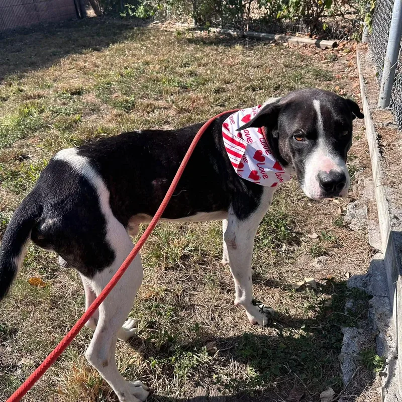 An adult medium-sized male English Pointer dog named Sweet Perry for adoption in Houston, TX