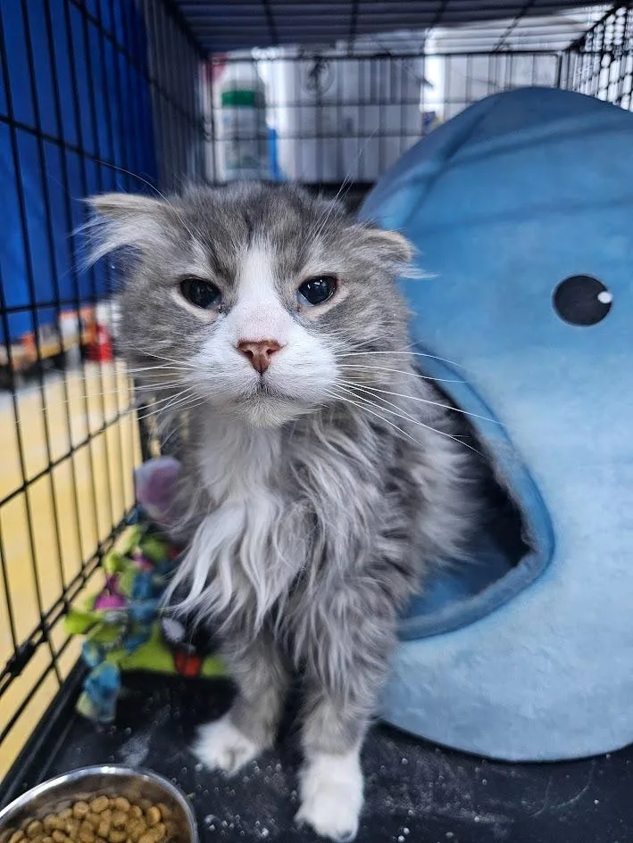 A senior medium-sized male Domestic Short Hair cat named Mr. Miyagi for adoption in St. Cloud, MN