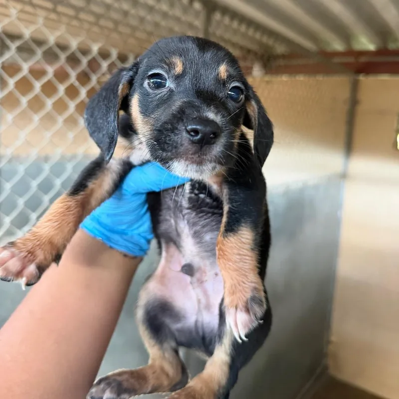 A baby medium-sized male Black Shepherd dog named Jaffa for adoption in Edinburg, TX