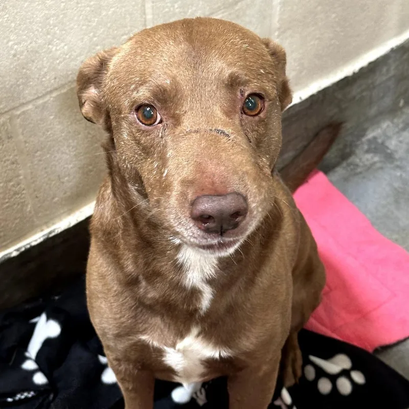An adult medium-sized male Brown / Chocolate Pit Bull Terrier dog named IEPAStray for adoption in Upland, CA