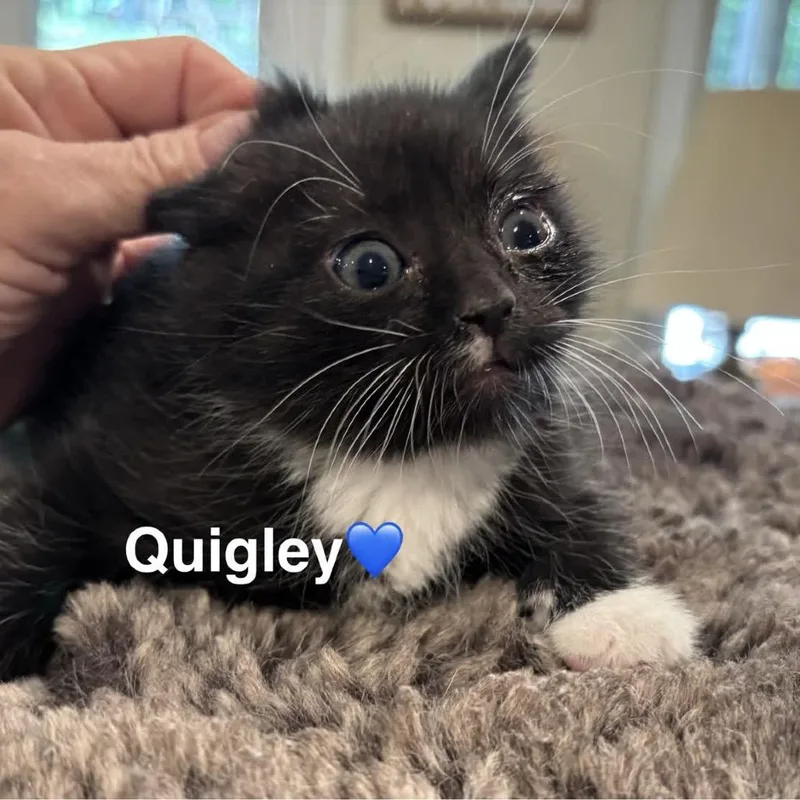 A baby small-sized male Black Domestic Short Hair cat named Quigley for adoption in Peachtree City, GA