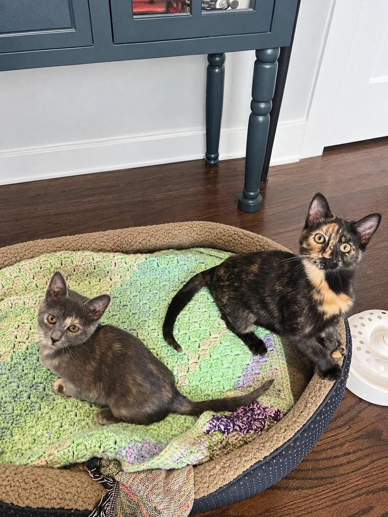 A baby small-sized female Tortoiseshell Domestic Short Hair cat named Cava & Napa for adoption in Nashville, TN