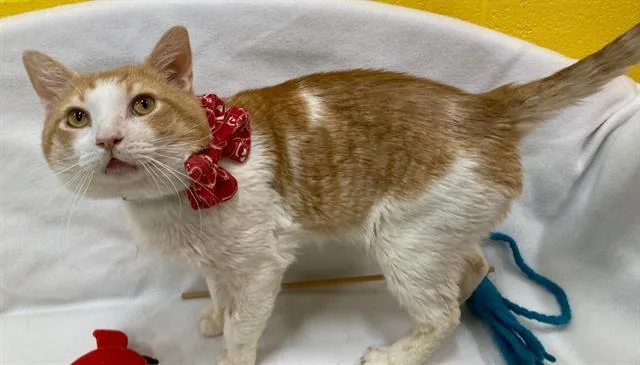 An adult large-sized male Domestic Short Hair cat named Gregory for adoption in Upper Marlboro, MD