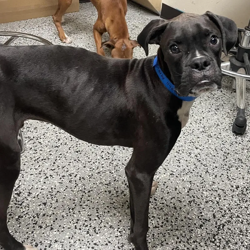 A young medium-sized male Black Boxer dog named Starke for adoption in Lakeland, FL