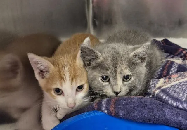 A baby small-sized female Domestic Short Hair cat named Madame Blueberry for adoption in Decatur, IL