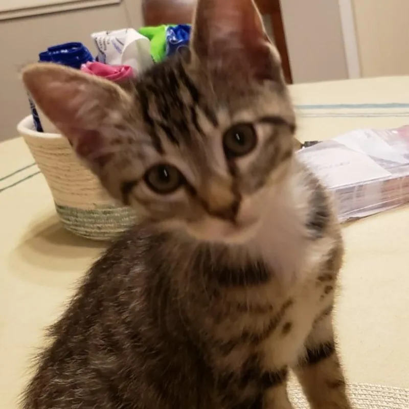 An adult medium-sized male Domestic Short Hair cat named Parrot for adoption in Los Angeles, CA
