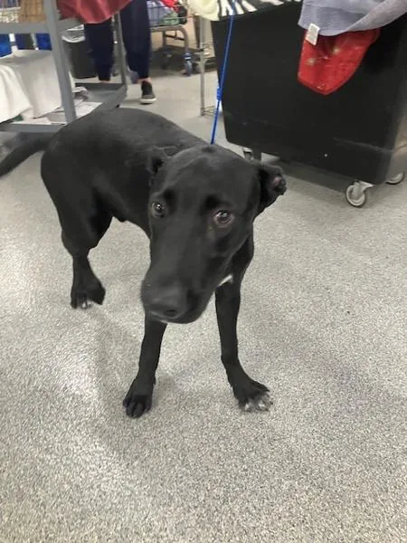 A young medium-sized male Labrador Retriever dog named Dan for adoption in San Diego, CA