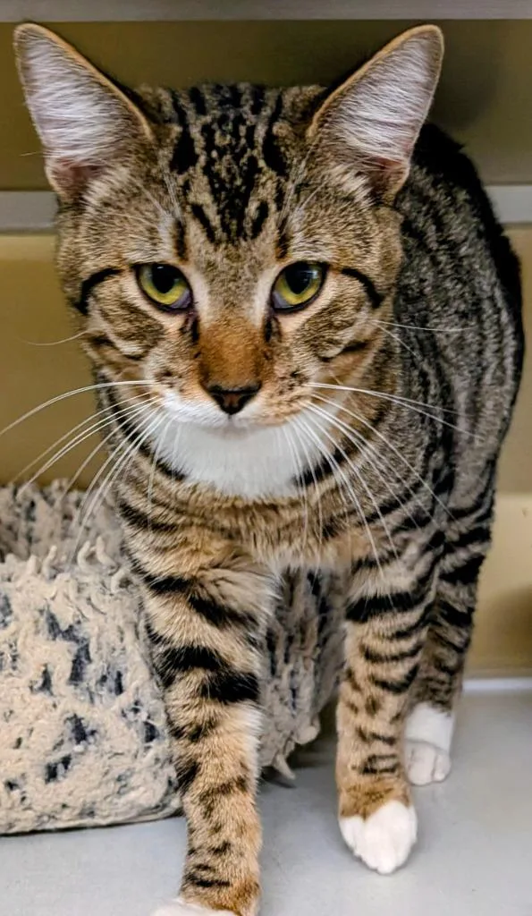 A young medium-sized male Domestic Short Hair cat named Buster for adoption in St. Augustine, FL