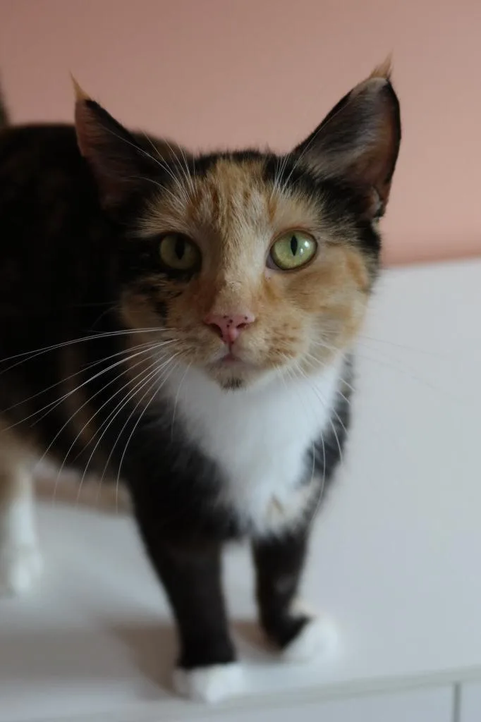 A young medium-sized female Domestic Short Hair cat named Chalupa Supreme for adoption in Parkville, MD