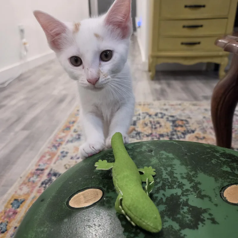 Kiwi thumbnail 5