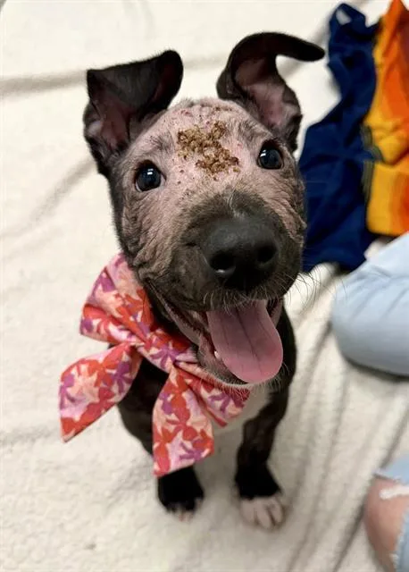 A baby small-sized female Pit Bull Terrier dog named Etta for adoption in San Francisco, CA