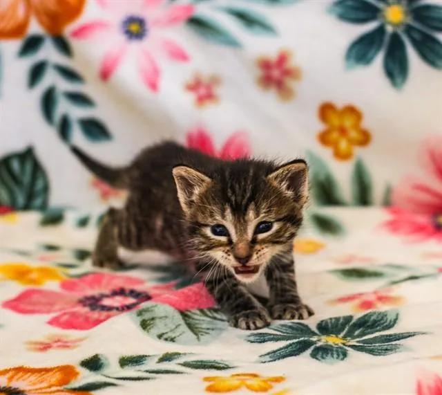 A baby small-sized male Domestic Short Hair cat named Crux for adoption in Riverside, CA
